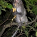 monkey_macaque_balinese_mf_ubud_v_1289_bal5010.jpg
